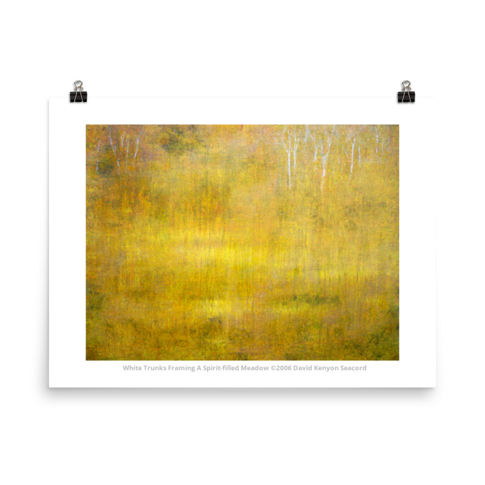 White Trunks Framing a Spirit-filled Meadow 18" x 24" Poster